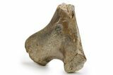 Polished Sauropod Pubis Bone (Gembone) - Morocco #253299-2